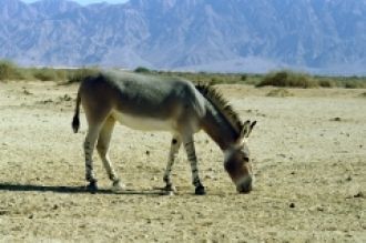 Сомалийский дикий осел. Редчайшее и очен