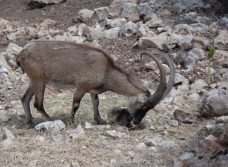 Критский горный козёл.