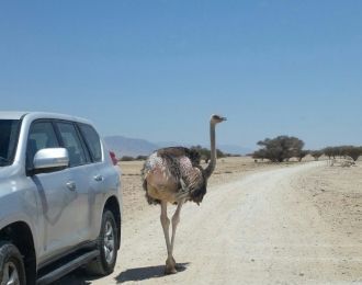 Туристы, приезжающие туда, пешком не ход