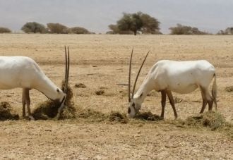 Совсем иное, нежели у страуса, отношение