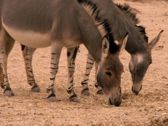 Еще в заповеднике есть два вида диких ос