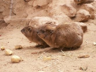 Горные кролики живут в вольерах. Живут с