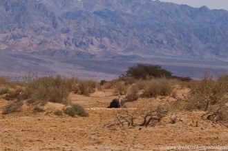Территория заповедника Хай Бар занимает 