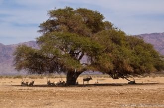 На территории его обитают звери и птицы,
