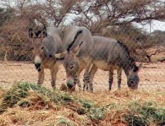 Еще хуже обстояло дело с онаграми, или, 