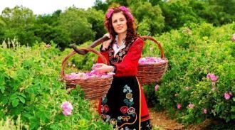 Сбор роз в Болгарии проходит в мае. Начи