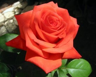 Роза – один из символов Болгарии. Музей 