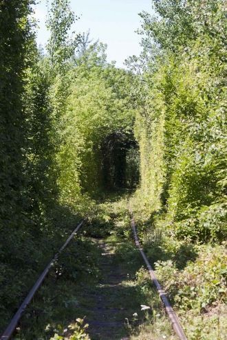 Густонаселённый лес и кустарники своими 