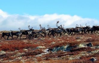 На создание национального парка повлияла