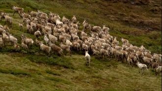 Стадо оленей – обитателей парка Йотунхей