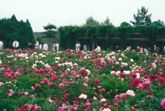 Сад Чуньсао – это уникальное место.