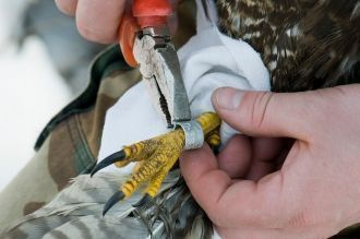 Первооткрывателем кольцевания птиц прият