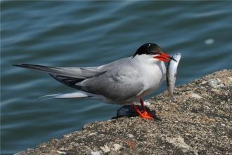 К постоянным обитателям можно отнести та