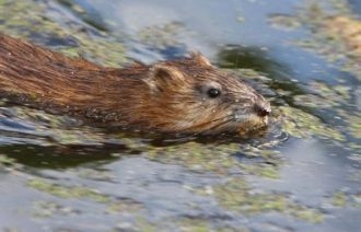 Большой численностью выделяется обитател