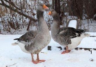Наиболее типичным обитателям заповедника