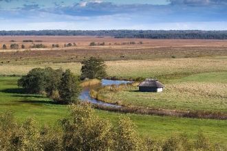 Практические любые влаголюбивые растения