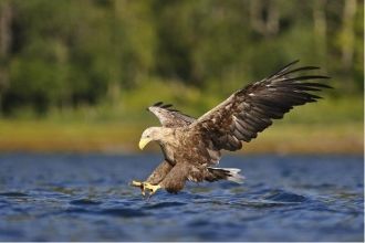 В заповедники насчитывается порядка 250 