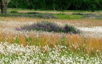 В Вилсандиском национальном парке произр