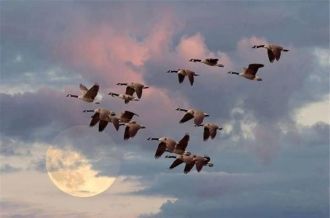 Заповедник имеет международное значение 