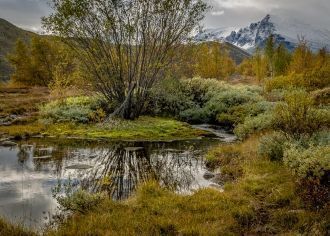 Основу флоры парка Рондане составляют бе