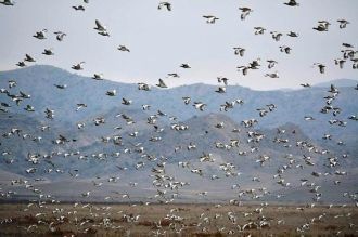 Кроме джейранов  в заповеднике обитают 3