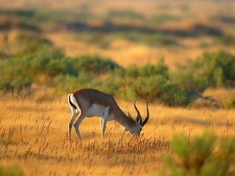 Ширванский национальный парк был создан 