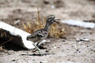 Местные жители уже прозвали Ширван Венец