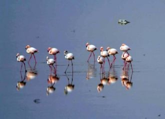 Здесь у каждой птицы свое место: фламинг