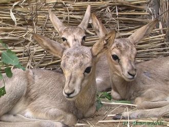 Работа парка направлена на поддержку мес