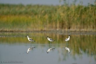 Территория Ширванского заповедника стала