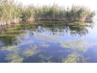 Здесь встречаются 8 видов амфибий и репт