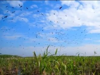 Примечательны и обитающие в парке пелика