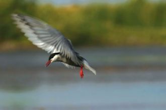 Настоящую опасность для пернатых предста