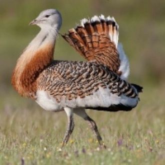 В общей сложности орнитологическая фауна