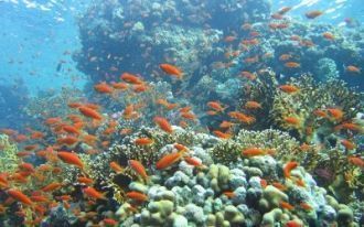 Подводный мир национального парка Рас Мо