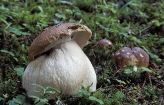 Грибы в Национальном парке Гезойзе.