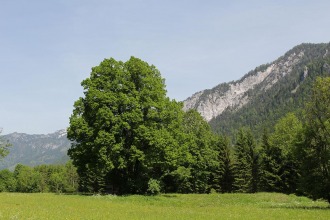 Горы покрыты лесами и зелеными пастбищам
