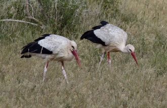 Белые аисты в Цаво