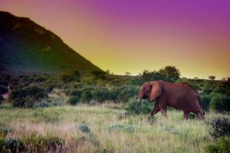 Кения - магия дикой природы