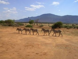 Зебры в парке Цаво