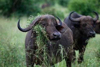 Буффало в Национальный парк Восточный Ца