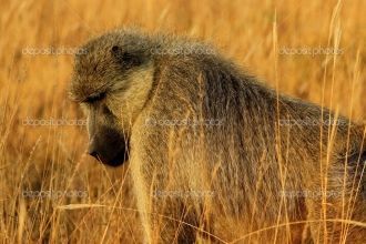 Одинокий обезьяна с красными глазами сре