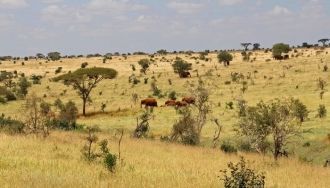 Флора и фауна парка Цаво