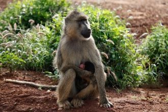 Обезьяны в Национальный парк Восточный Ц