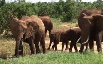 В травянистых саваннах Восточного Цаво о