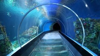 Большой арочный тоннель в аквариуме Дуба