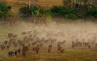 В национальном парке Кафю множество разн
