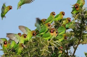 Попугаи в национальном парке Кафю.