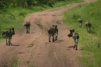 В заповеднике обитает больше 150 видов э