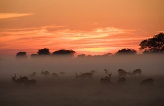Антилопы и олени в национальном парке Ка